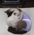 GATINHO para adoção