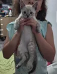 GATINHO para adoção