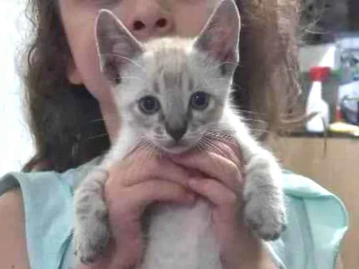 Gato ra a Siamês idade Abaixo de 2 meses nome GATINHO para adoção 