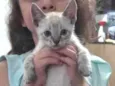GATINHO para adoção