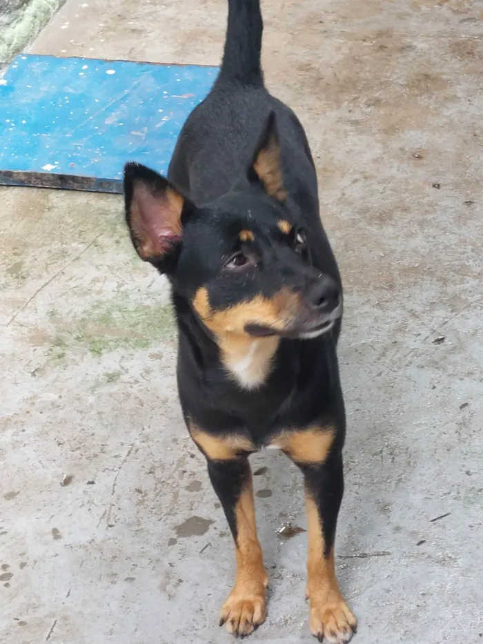 Cachorro raça Não identificada idade 7 a 11 meses nome Frida 