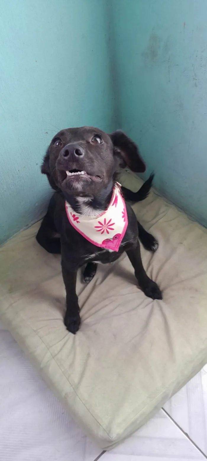 Cachorro raça SRD-ViraLata idade 2 anos nome Amora