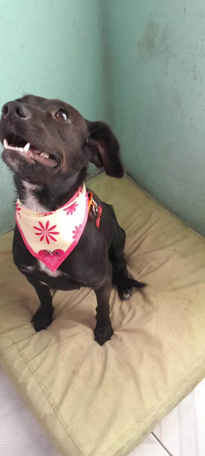 Cachorro raça SRD-ViraLata idade 2 anos nome Amora