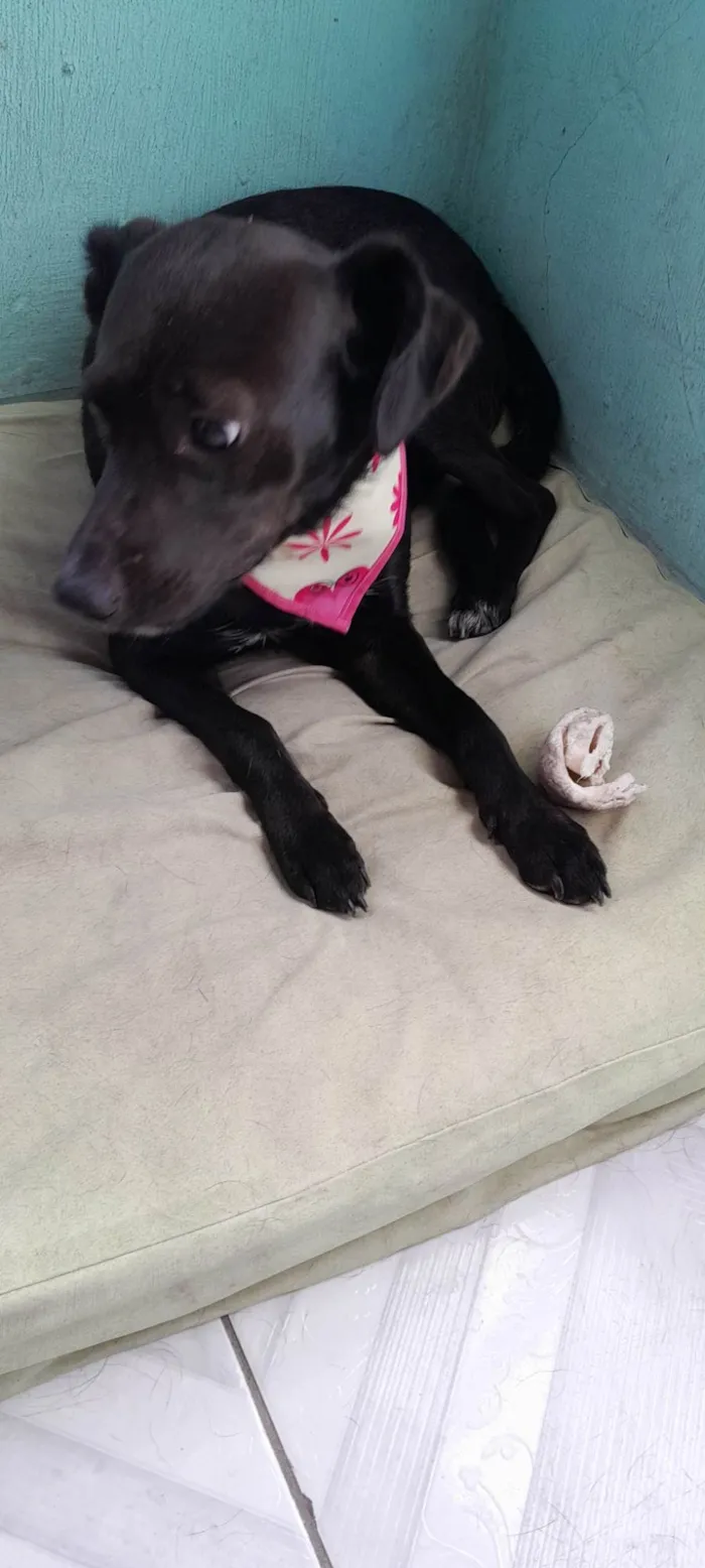 Cachorro raça SRD-ViraLata idade 2 anos nome Amora