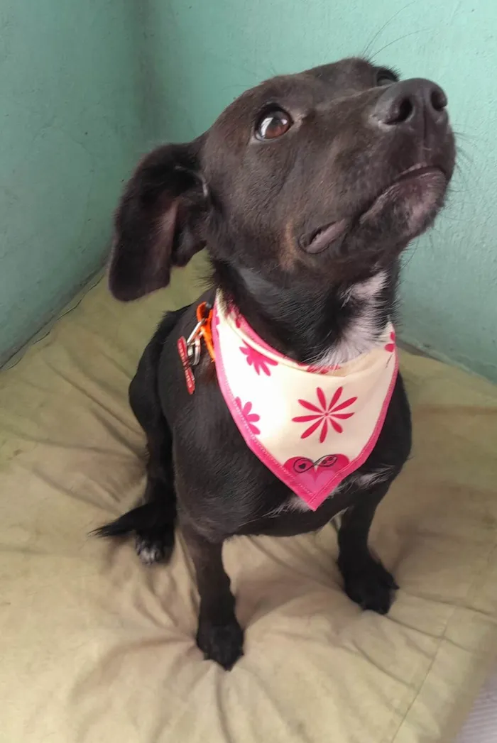 Cachorro raça SRD-ViraLata idade 2 anos nome Amora