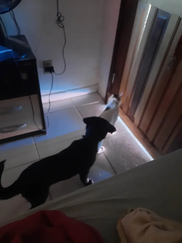 Cachorro ra a Labrador  idade 2 a 6 meses nome Luna