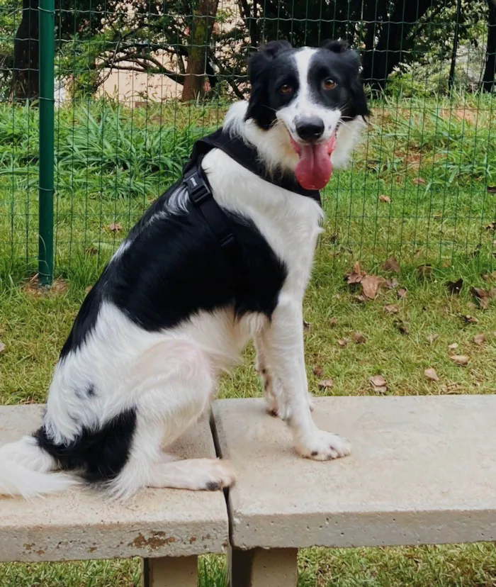 Cachorro raça Borderr  Collie - não é puro  idade 3 anos nome Oliver