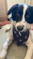 Oliver