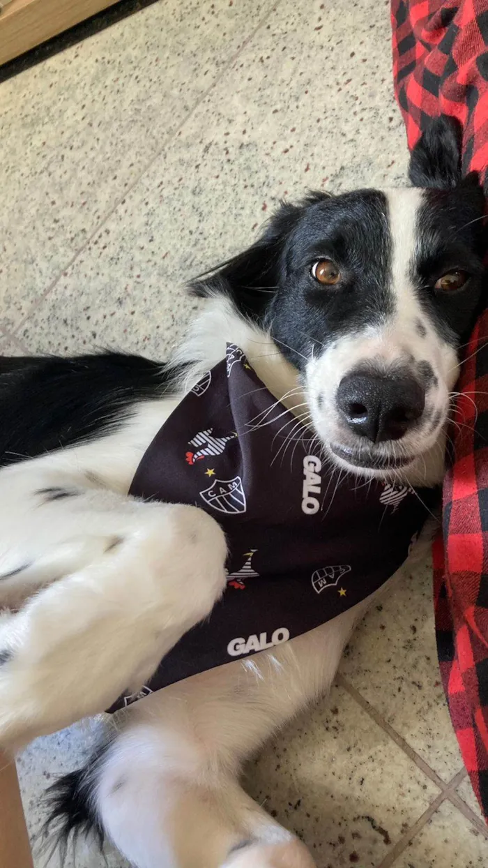 Cachorro raça Borderr  Collie - não é puro  idade 3 anos nome Oliver