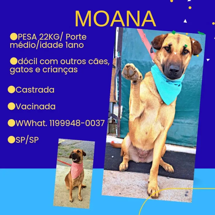 Cachorro ra a SRD idade 2 anos nome MONA