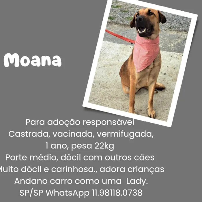 Cachorro ra a SRD idade 2 anos nome MONA