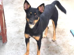 Cachorro raça Não identificada idade 7 a 11 meses nome Frida 