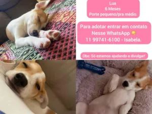 Cachorro raça SRD-ViraLata idade 2 a 6 meses nome Lua adoção.