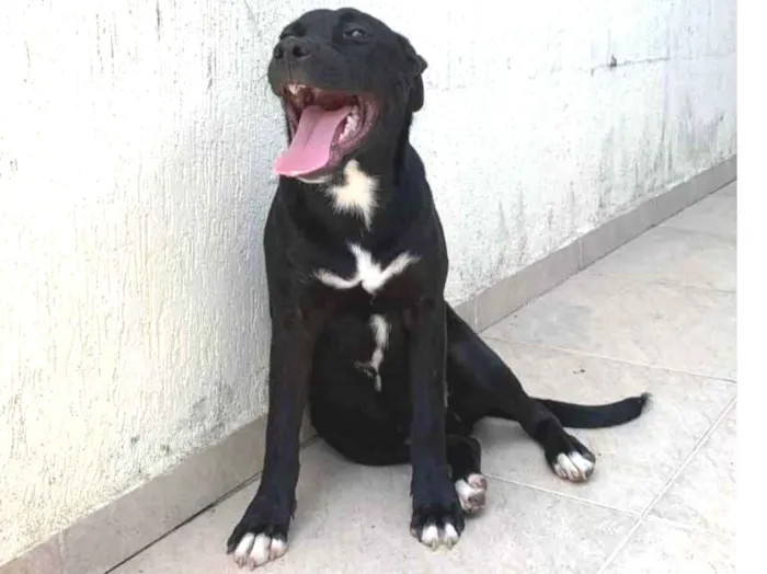 Cachorro ra a Pit-Bull idade 2 a 6 meses nome Mano