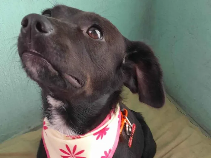 Cachorro raça SRD-ViraLata idade 2 anos nome Amora