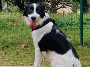 Cachorro raça Borderr  Collie - não é puro  idade 3 anos nome Oliver