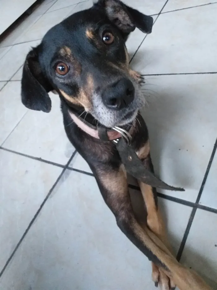 Cachorro ra a SRD-ViraLata idade 5 anos nome Nina