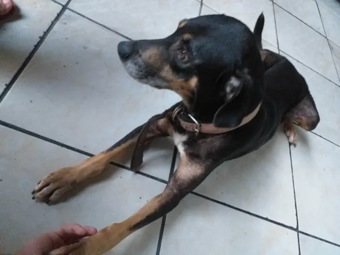 Cachorro ra a SRD-ViraLata idade 5 anos nome Nina