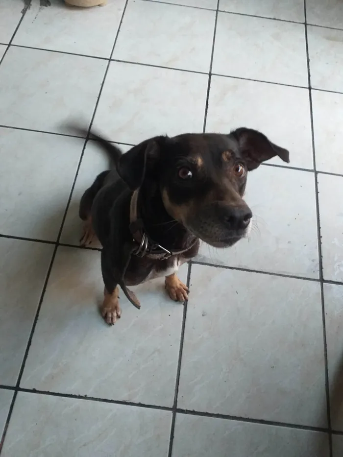 Cachorro ra a SRD-ViraLata idade 5 anos nome Nina