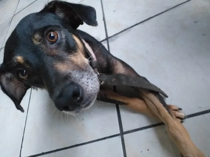 Cachorro ra a SRD-ViraLata idade 5 anos nome Nina
