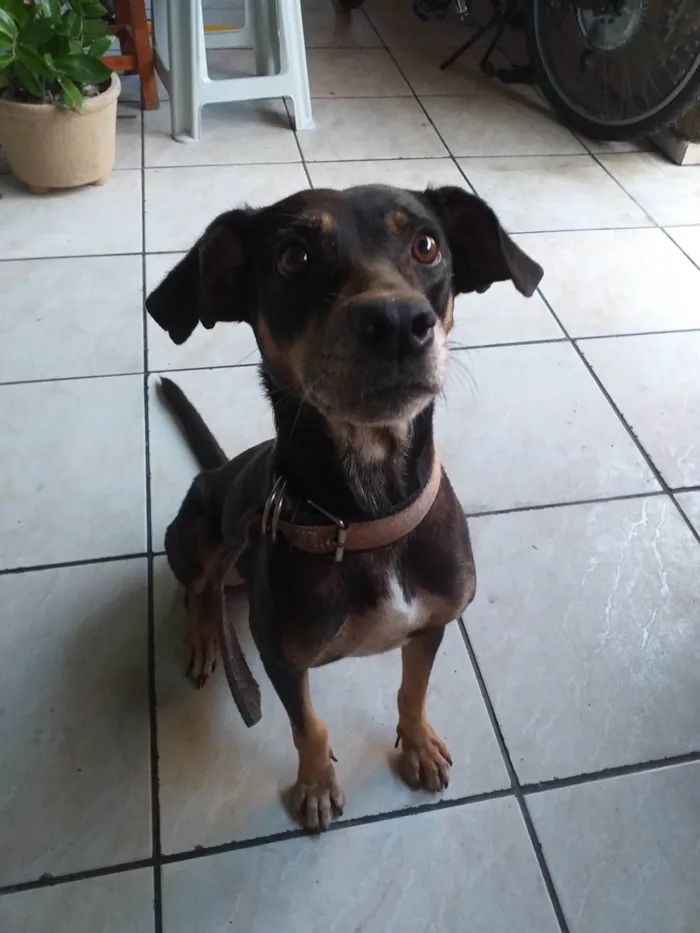 Cachorro ra a SRD-ViraLata idade 5 anos nome Nina
