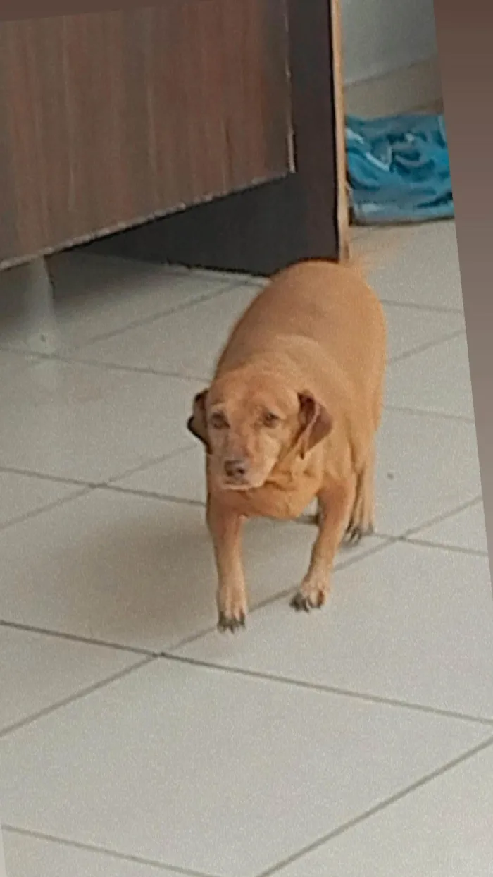 Cachorro ra a Indefinido  idade 6 ou mais anos nome Spike