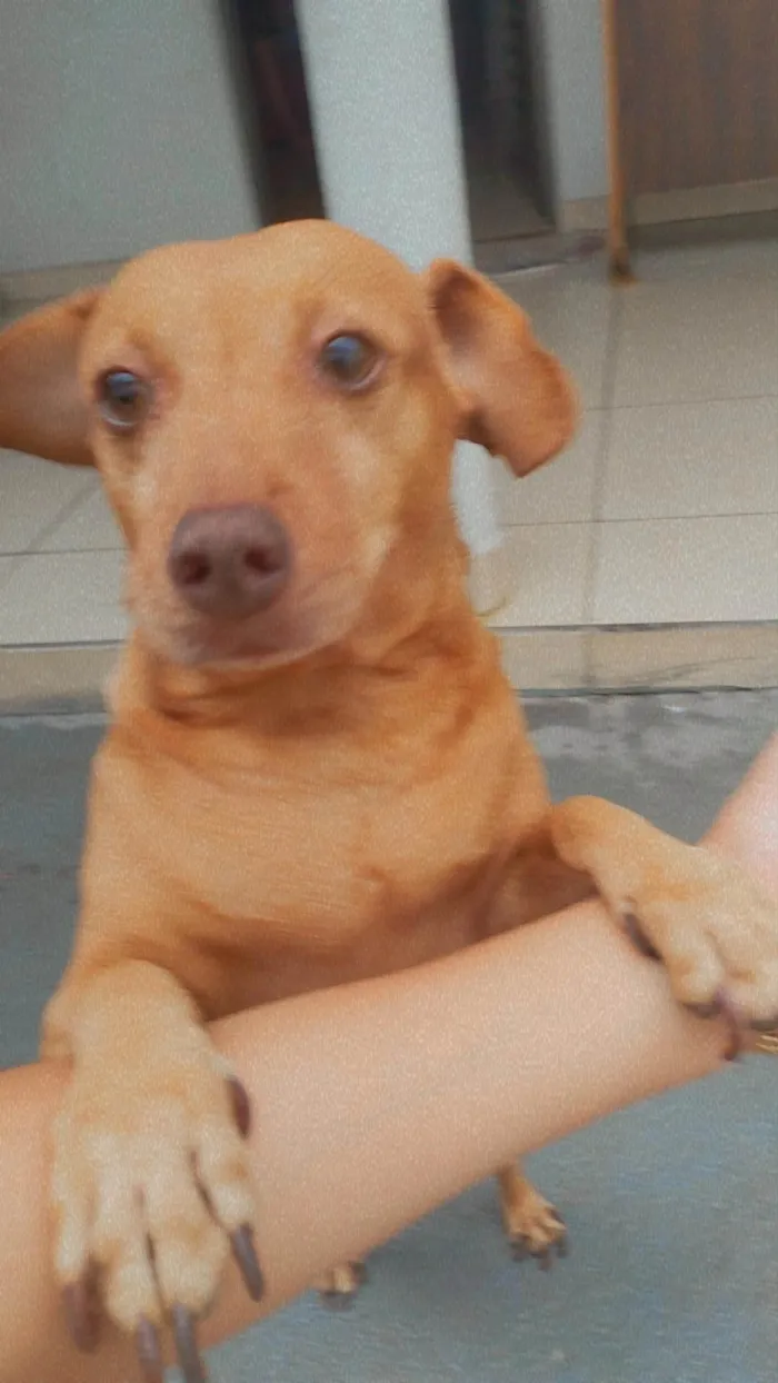 Cachorro ra a Indefinido  idade 6 ou mais anos nome Spike