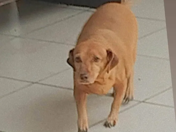 Cachorro ra a Indefinido  idade 6 ou mais anos nome Spike