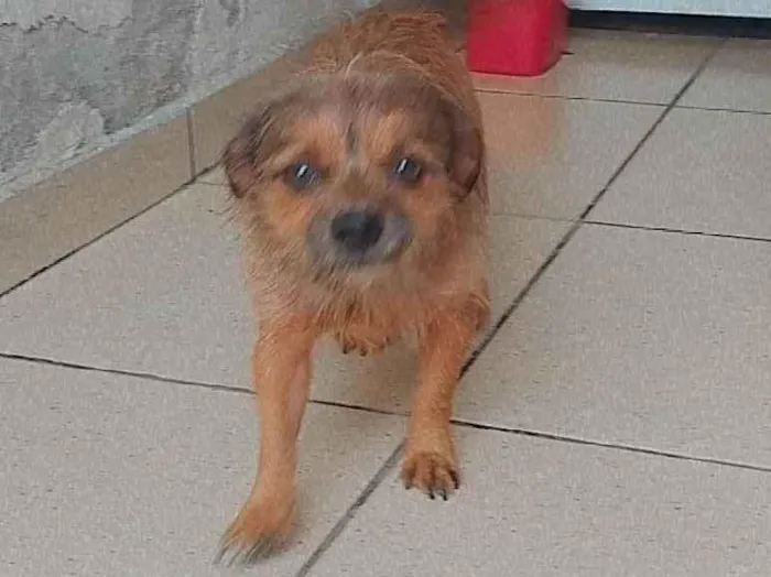 Cachorro ra a Indefinido  idade 2 anos nome Knust