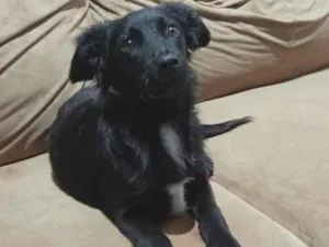 Cachorro raça SRD idade 7 a 11 meses nome Hunny 