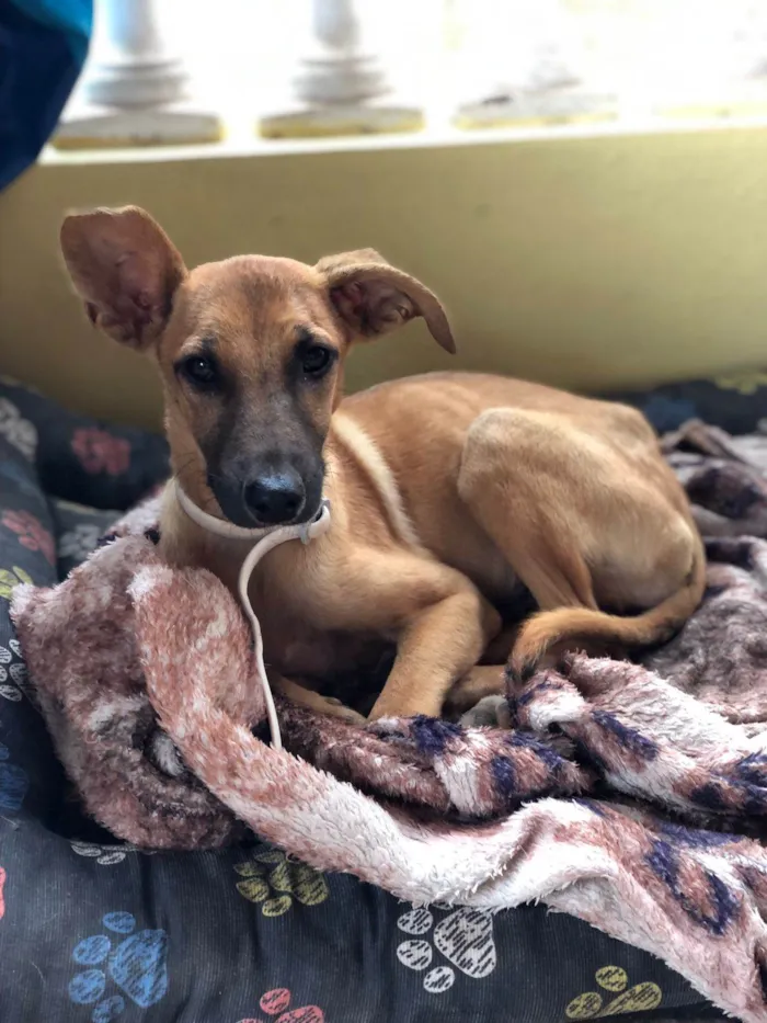 Cachorro ra a SRD-ViraLata idade 2 a 6 meses nome Churras 