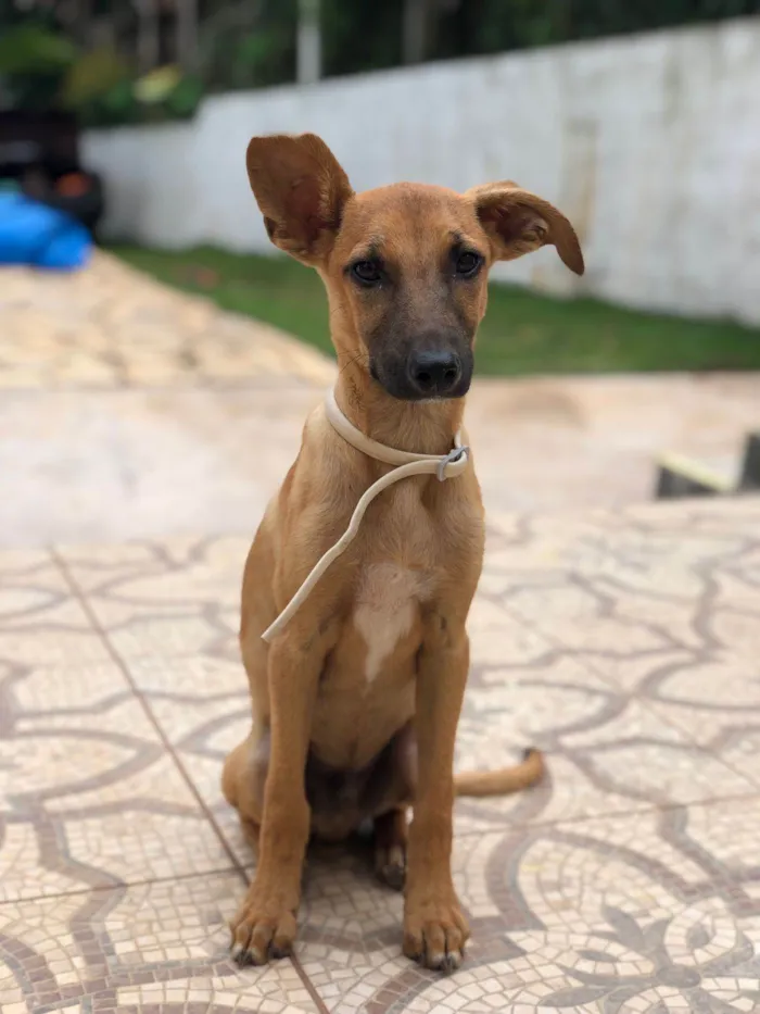 Cachorro ra a SRD-ViraLata idade 2 a 6 meses nome Churras 