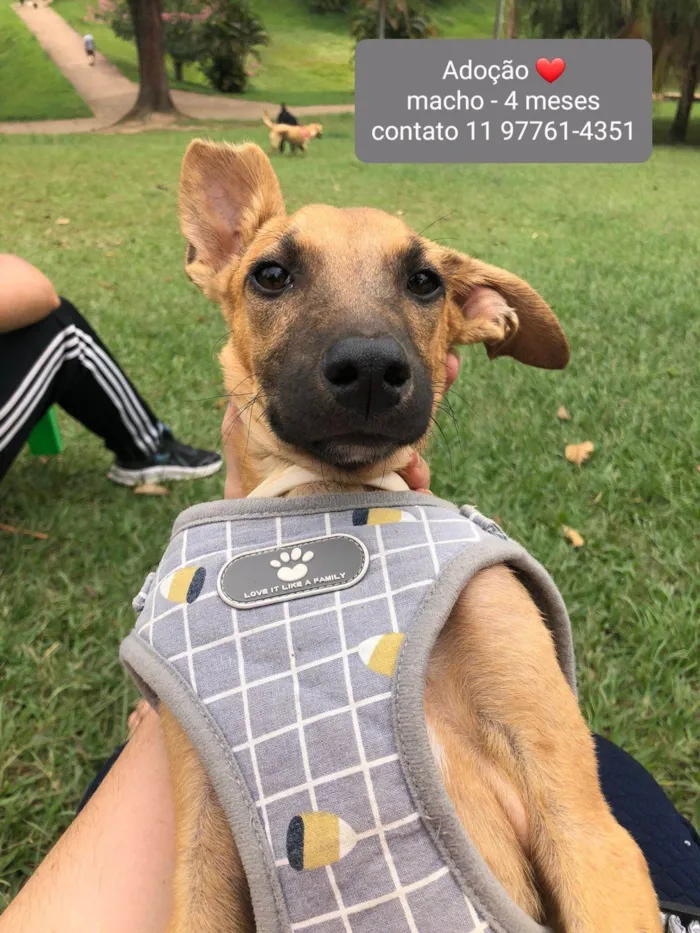 Cachorro ra a SRD-ViraLata idade 2 a 6 meses nome Churras 
