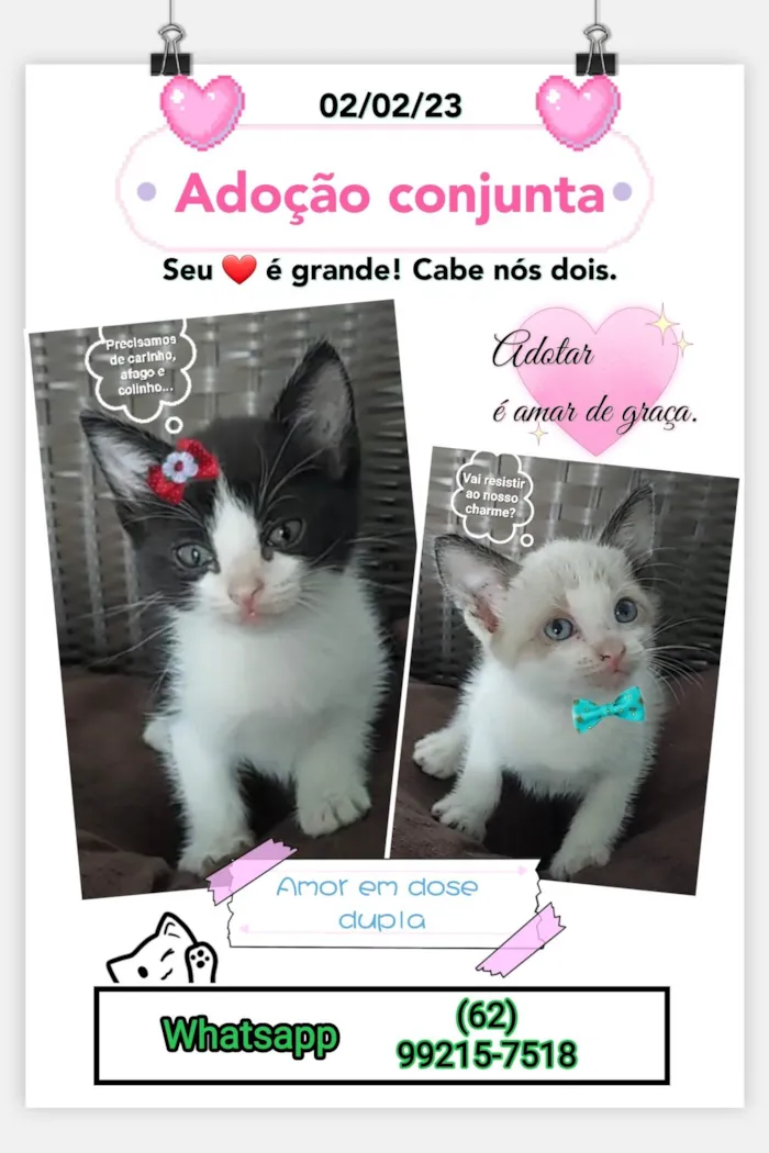 Gato ra a Indefinida idade 2 a 6 meses nome Os peraltinhas