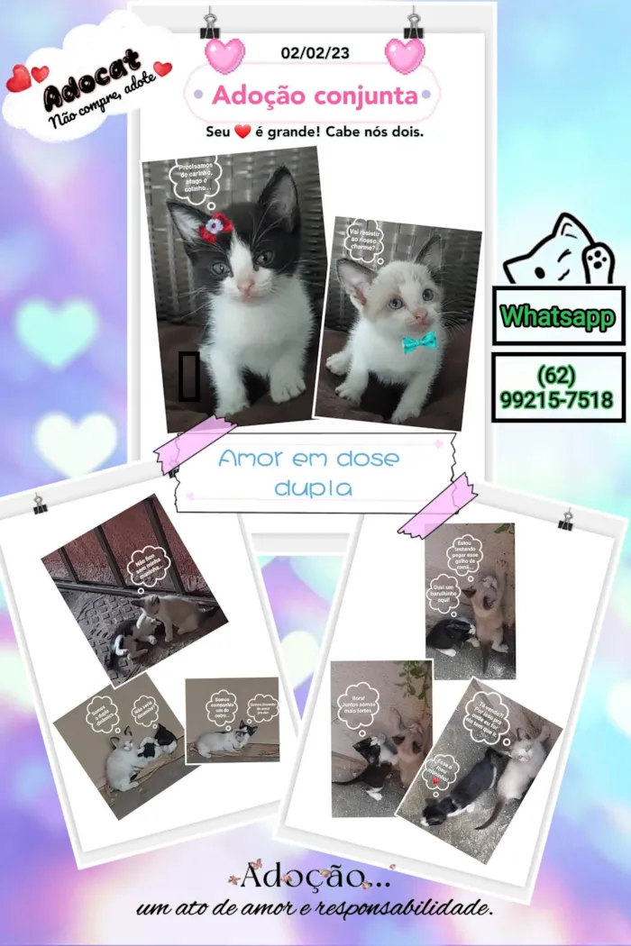 Gato ra a Indefinida idade 2 a 6 meses nome Os peraltinhas