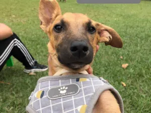 Cachorro raça SRD-ViraLata idade 2 a 6 meses nome Churras 
