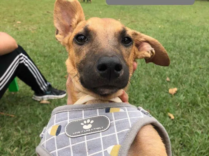 Cachorro ra a SRD-ViraLata idade 2 a 6 meses nome Churras 