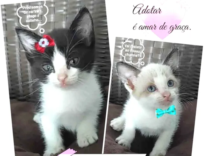 Gato ra a Indefinida idade 2 a 6 meses nome Os peraltinhas
