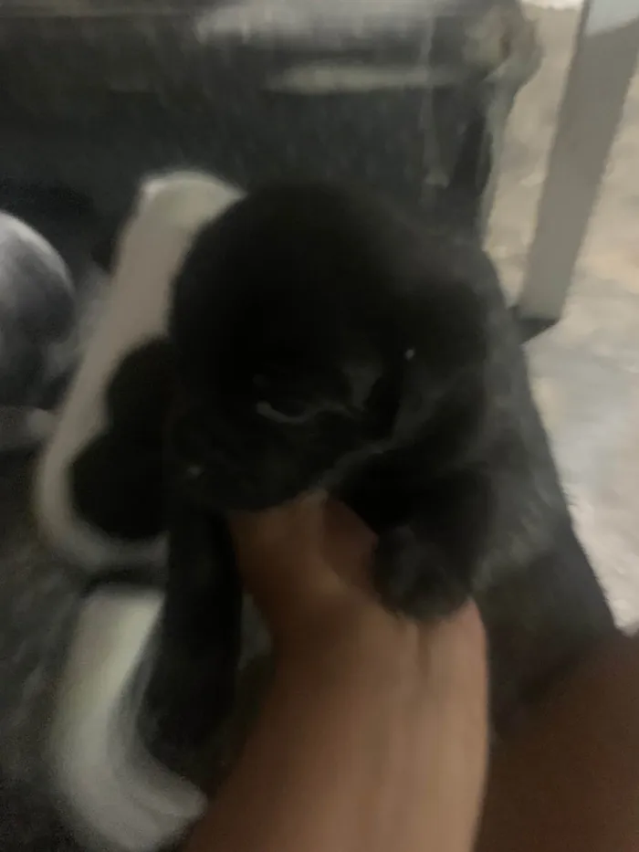 Cachorro ra a Vira lata  idade Abaixo de 2 meses nome Amora 