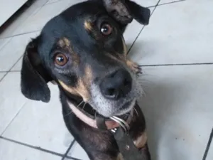 Cachorro raça SRD-ViraLata idade 5 anos nome Nina