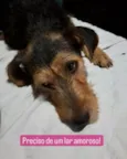 Cachorro raça SRD-ViraLata idade 3 anos nome Dara