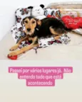 Cachorro raça SRD-ViraLata idade 3 anos nome Dara
