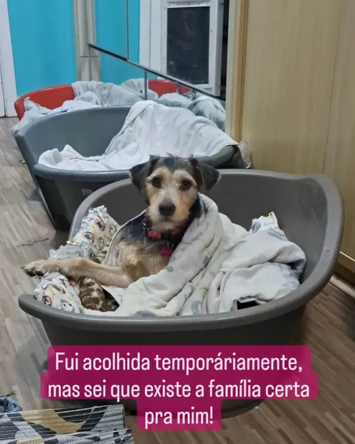 Cachorro raça SRD-ViraLata idade 3 anos nome Dara
