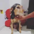 Cachorro raça SRD-ViraLata idade 3 anos nome Dara