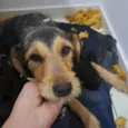 Cachorro raça SRD-ViraLata idade 3 anos nome Dara