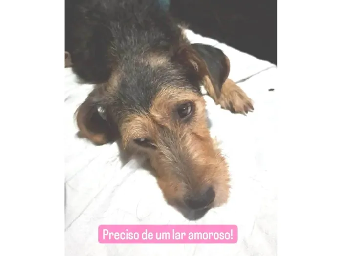 Cachorro raça SRD-ViraLata idade 3 anos nome Dara