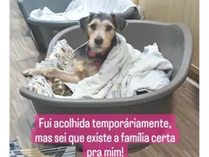 Cachorro raça SRD-ViraLata idade 3 anos nome Dara