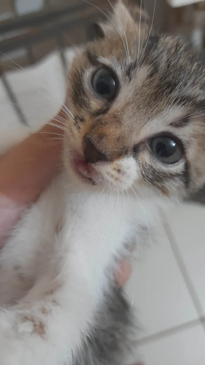 Gato raça SRD-ViraLata idade Abaixo de 2 meses nome fred