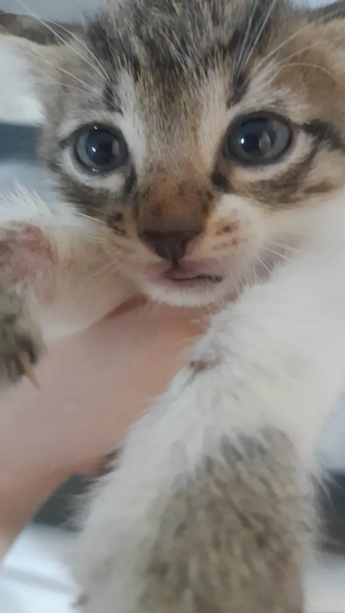 Gato raça SRD-ViraLata idade Abaixo de 2 meses nome fred