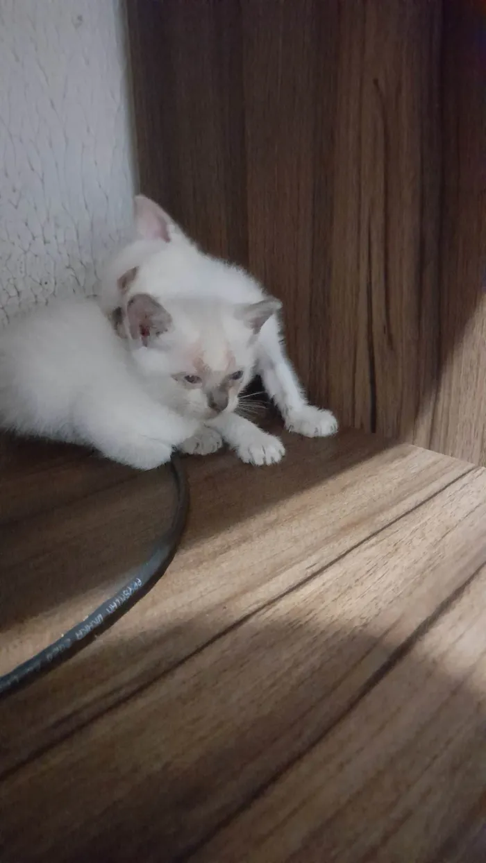 Gato raça SRD-ViraLata idade Abaixo de 2 meses nome fred